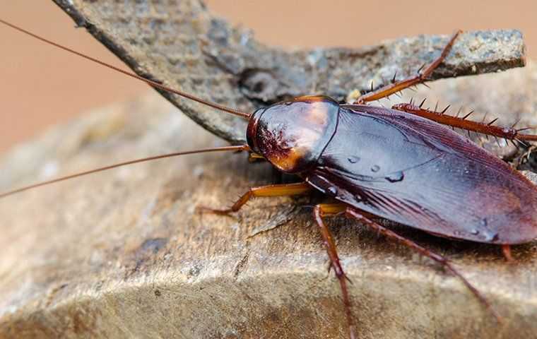 Cockroach on a piece of wood