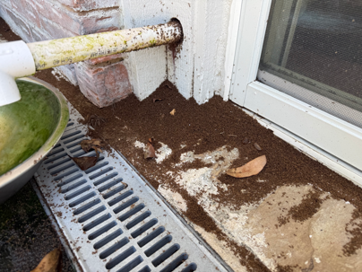 Crazy Ants in Texas: The Growing Problem Around Your Home