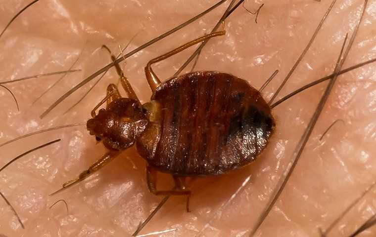 Bed bug on skin