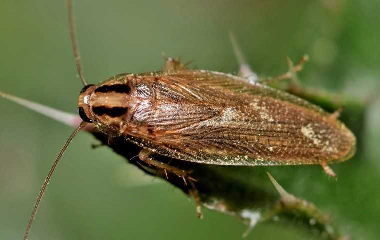 Cockroach on a leaf