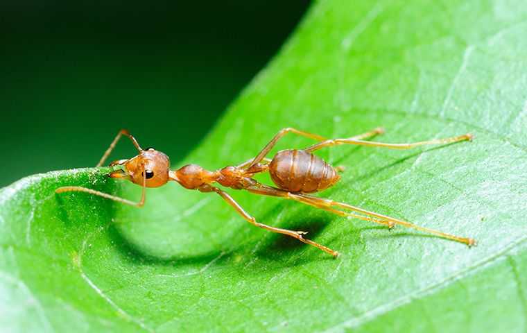 And on a leaf