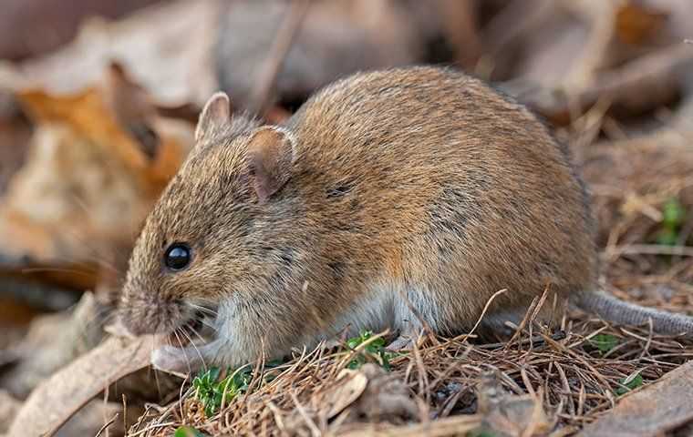 Rodent on soil