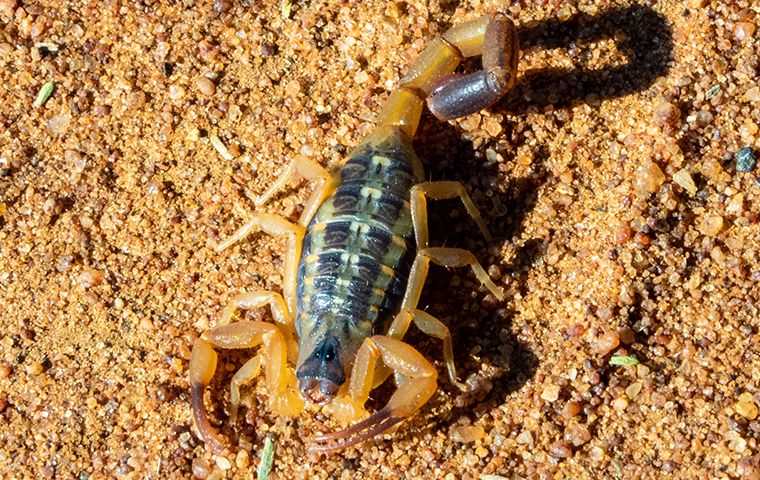 Scorpion on sand