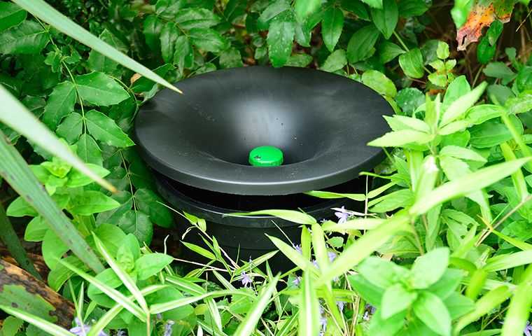 A mosquito trap in the ground