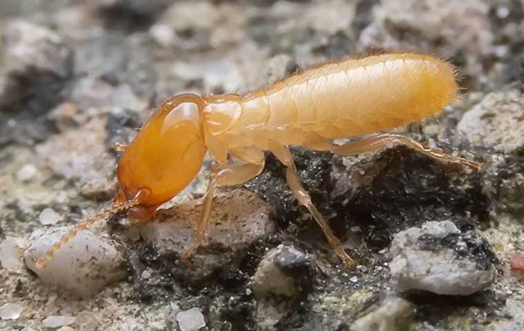 Termite on gravel